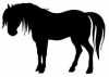 horseforce - Anisnow player 