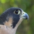 Perigrine Falcon Rescue